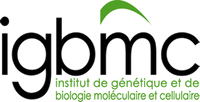 Institute of Genetics and Molecular and Cellular Biology (IGBMC)