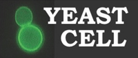 Yeastcell