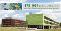Collaborative research center for Control and Plasticity of Cell-Fate Decisions in the Immune System (CRC 1054)