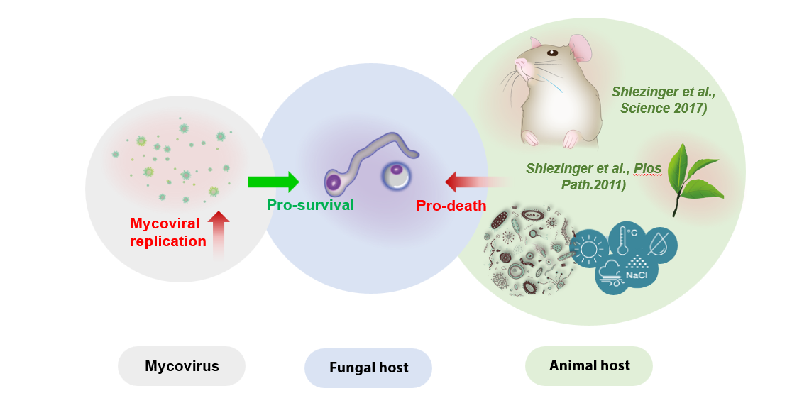 A diagram of a virus

Description automatically generated