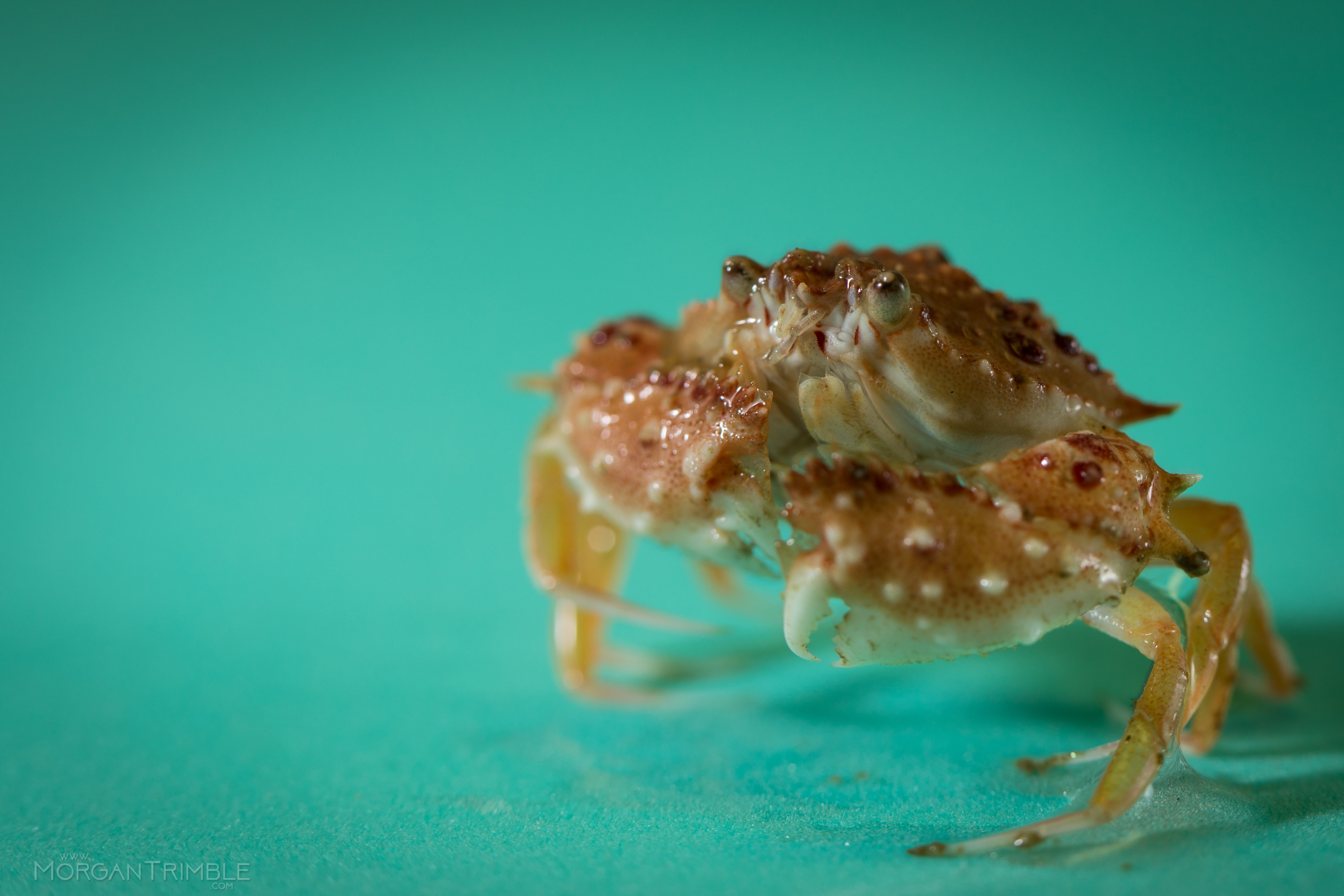 The Tiny Algae That Fuel The Marine Food Chain Academic Positions