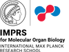 Upcoming PhD positions at the IMPRS for Molecular Organ Biology in Autumn 2025