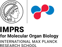 IMPRS for Molecular Organ Biology