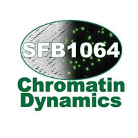 Collaborative research center (CRC) Chromatin Dynamics